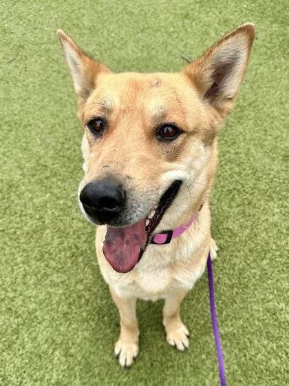 Enlarge Bubu, a Adoptable mixed breed in Wichita, KS image 2/3
