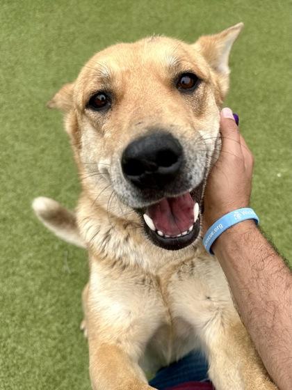 Enlarge Bubu, a Adoptable mixed breed in Wichita, KS image 3/3