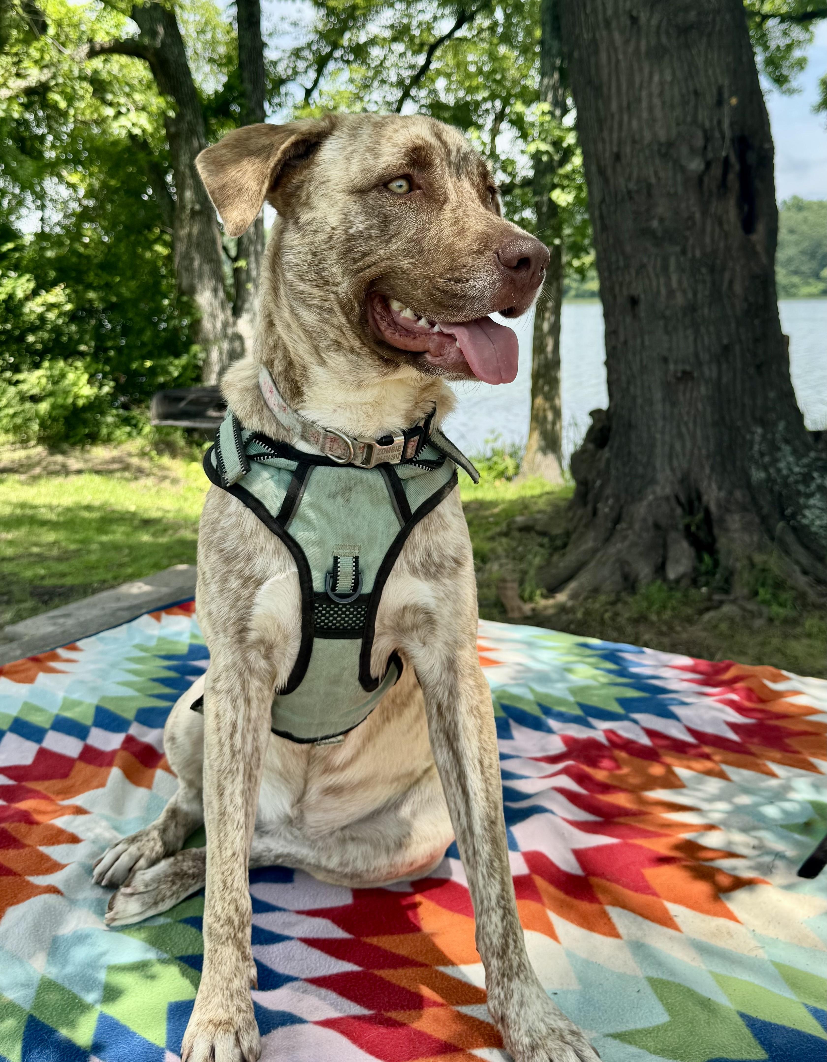 Zombie, adopted, Young Female Mixed Breed.