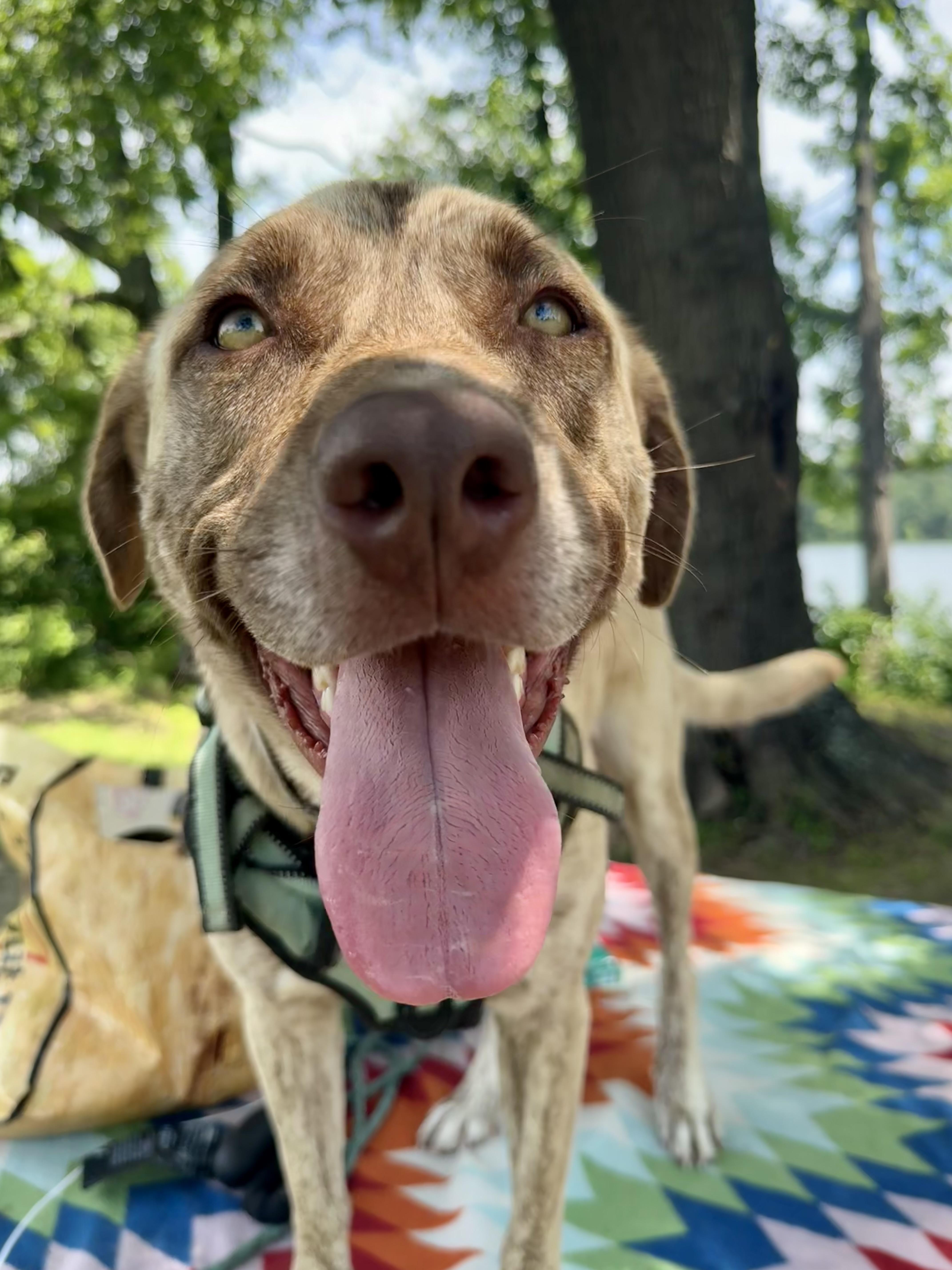 Enlarge Zombie, an adopted mixed breed in Scroggins, TX image 2/6