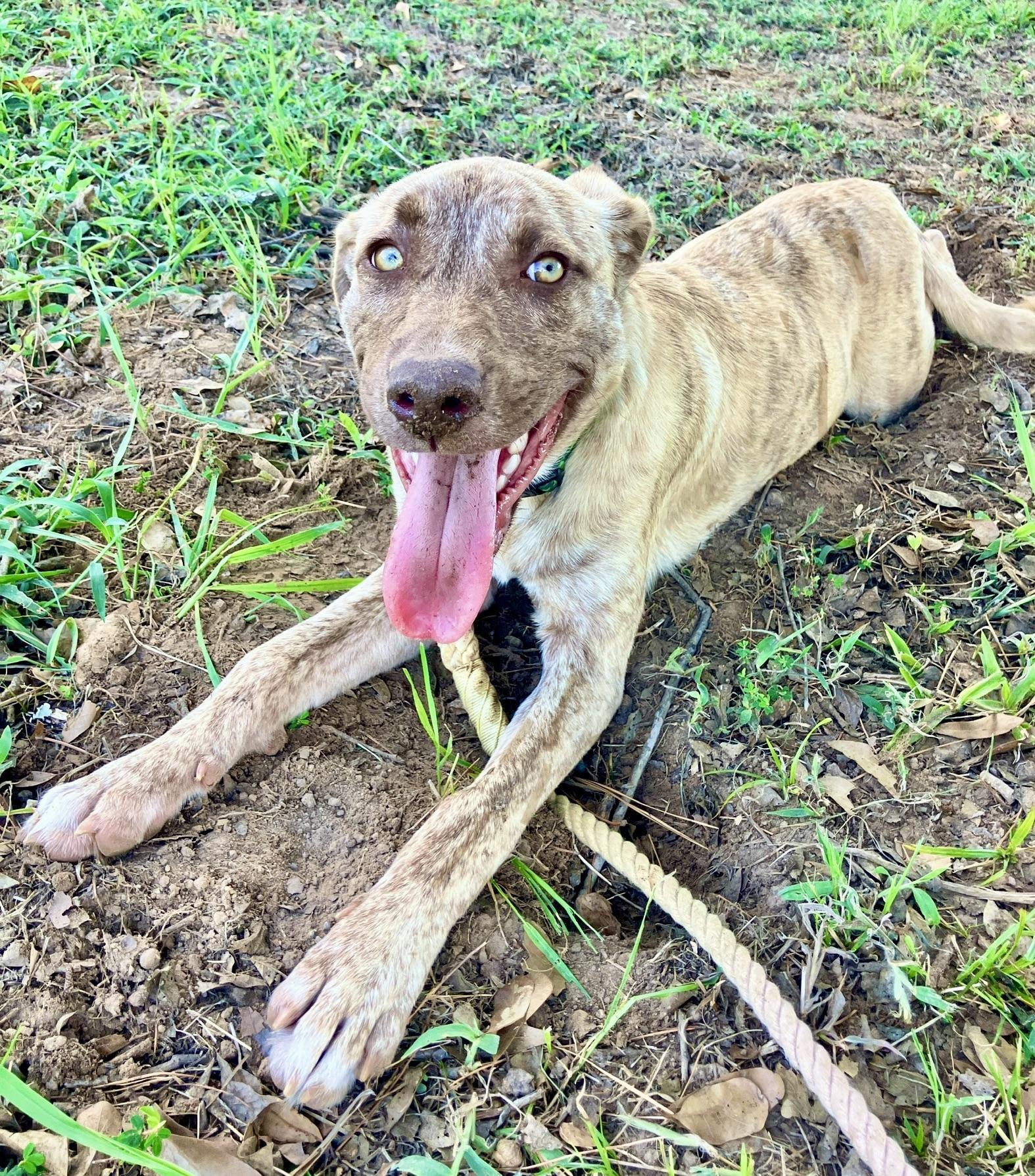 Enlarge Zombie, an adopted mixed breed in Scroggins, TX image 3/6