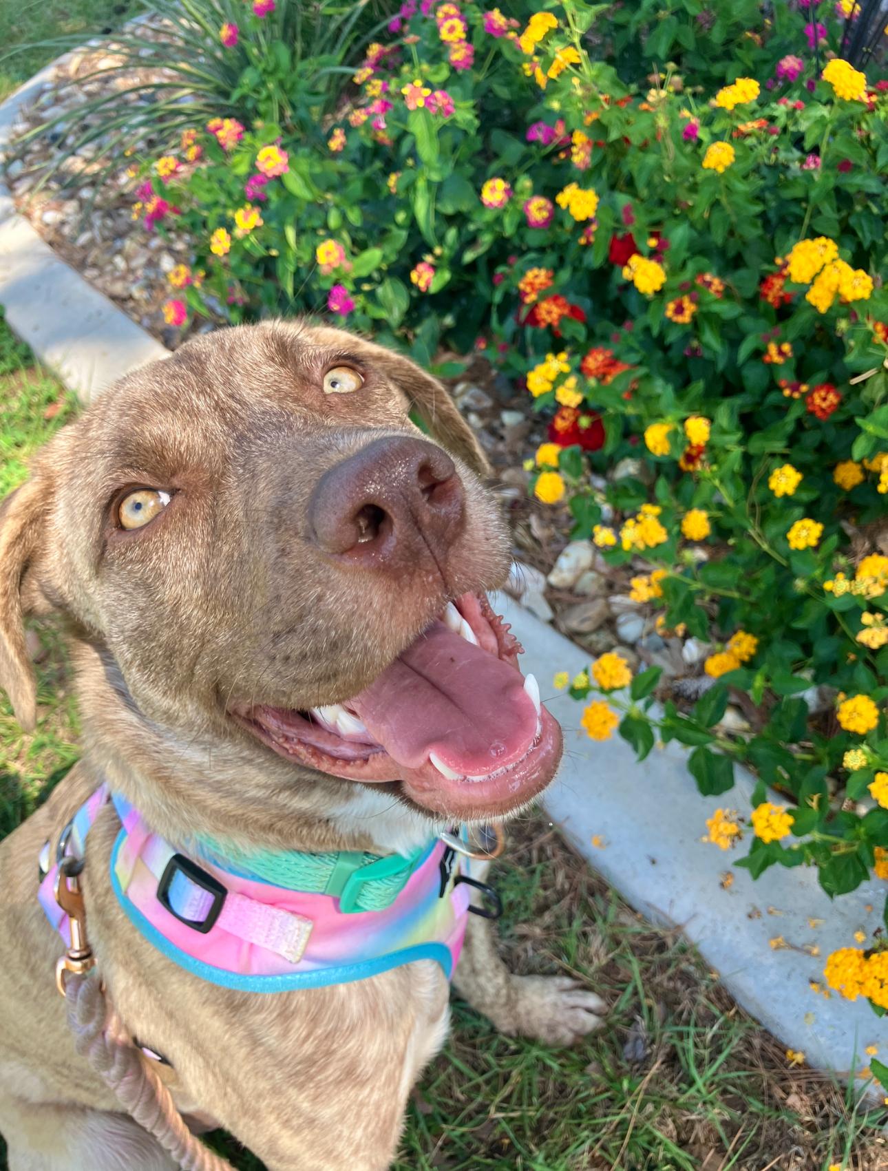 Enlarge Zombie, an adopted mixed breed in Scroggins, TX image 4/6