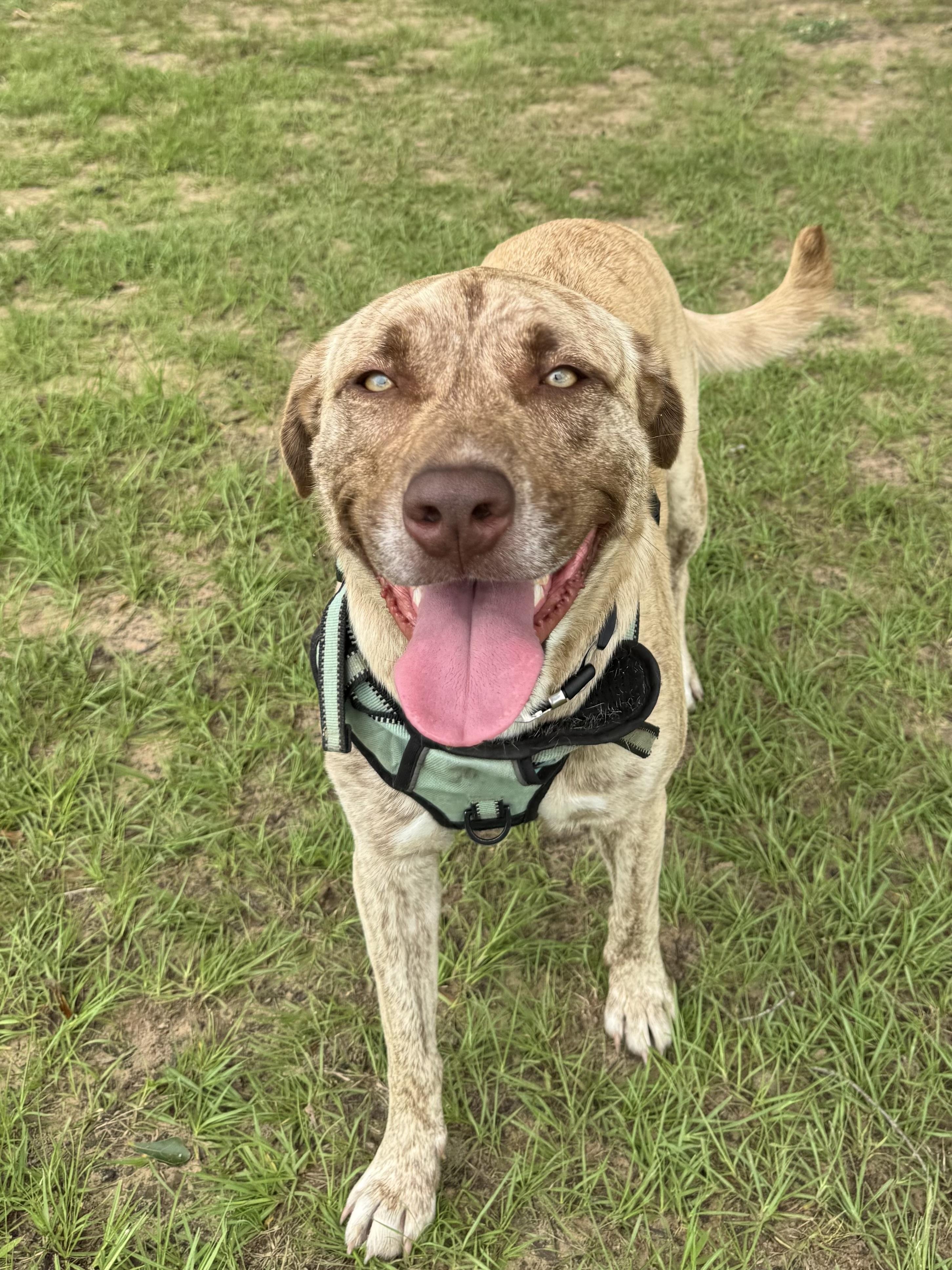 Enlarge Zombie, an adopted mixed breed in Scroggins, TX image 6/6