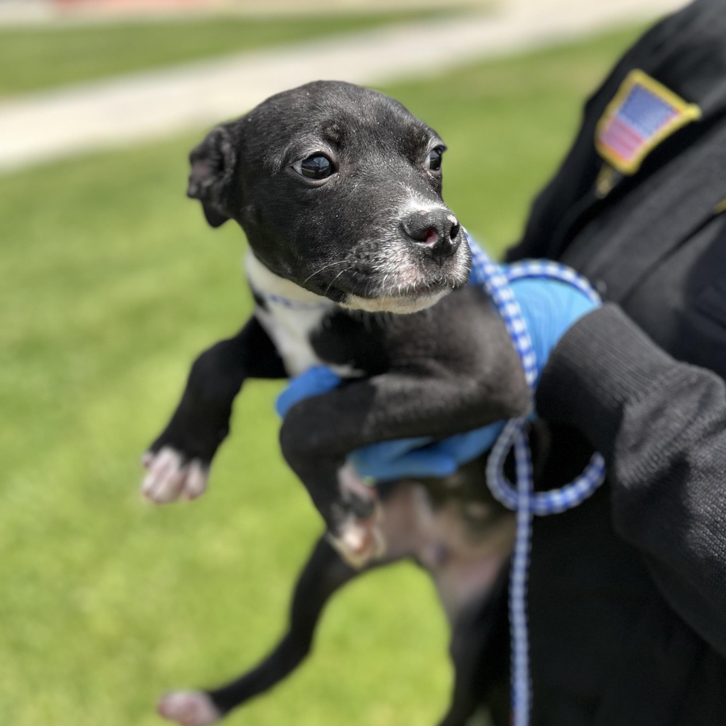 Frankie #4355 (504), Adoptable, Young Male Pit Bull Terrier.