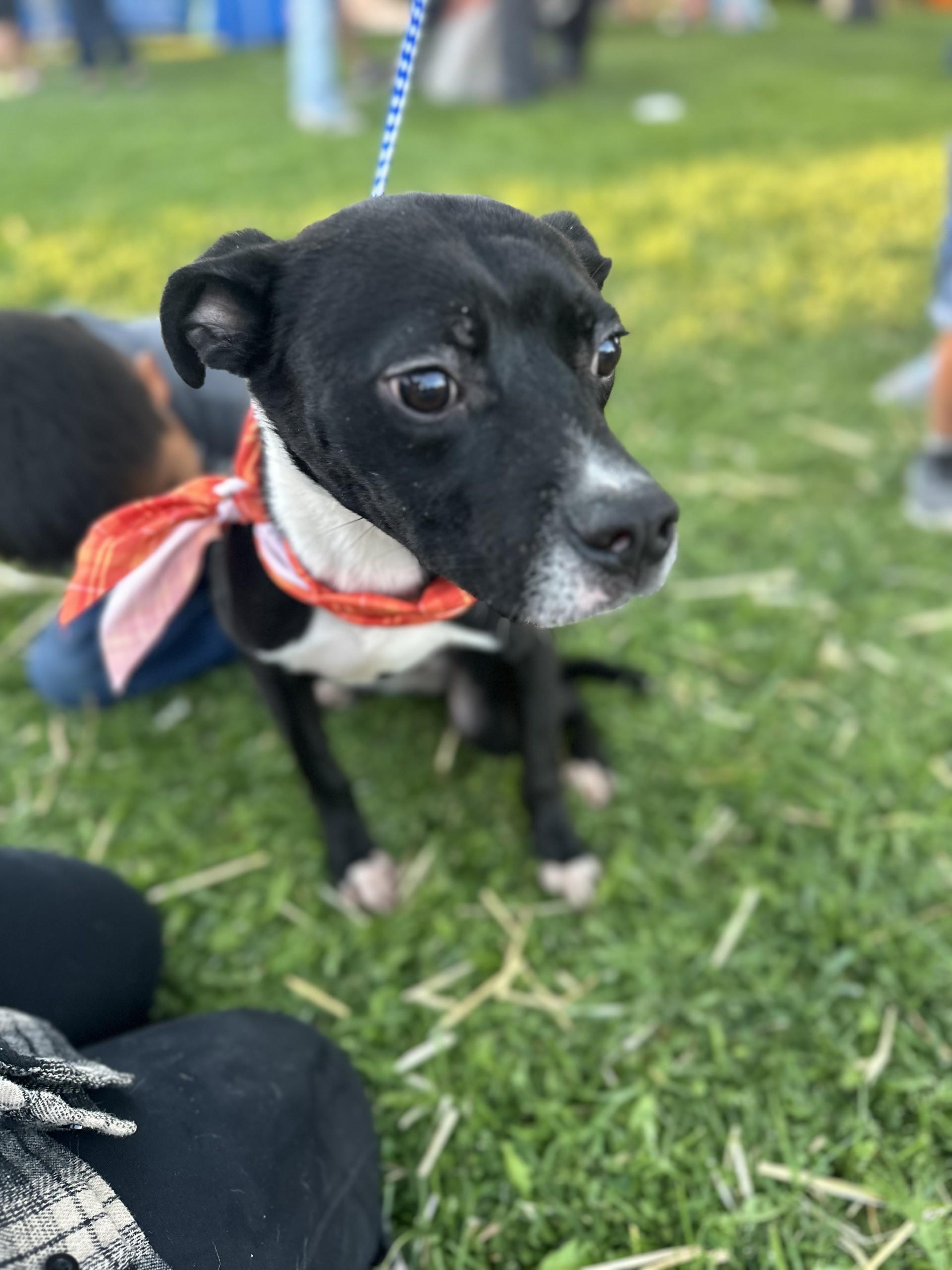 Frankie #4355 (504), a Adoptable mixed breed in Victorville, CA image 1/2