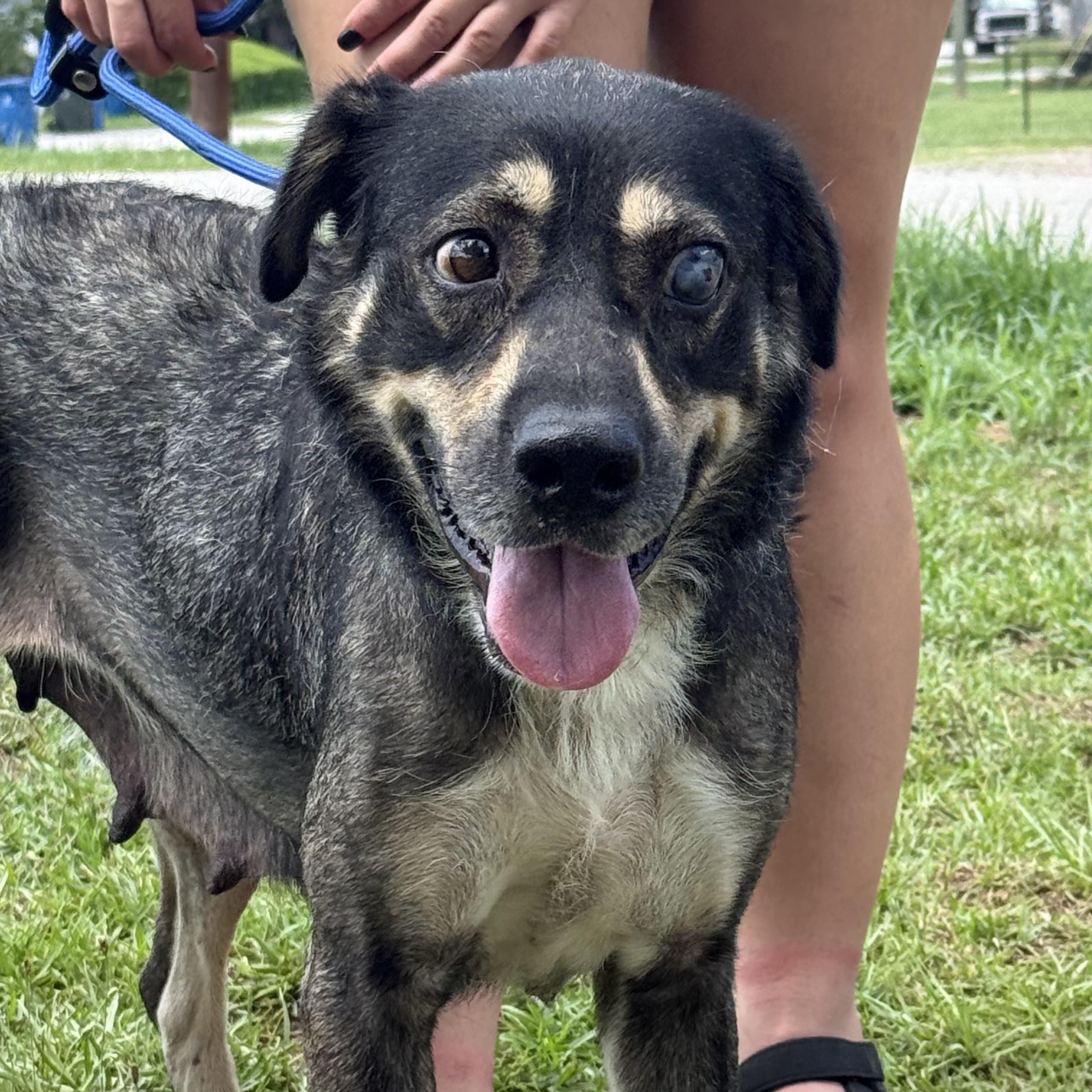 Enlarge Princess Puddles, a Adoptable mixed breed in Columbia, SC image 5/6