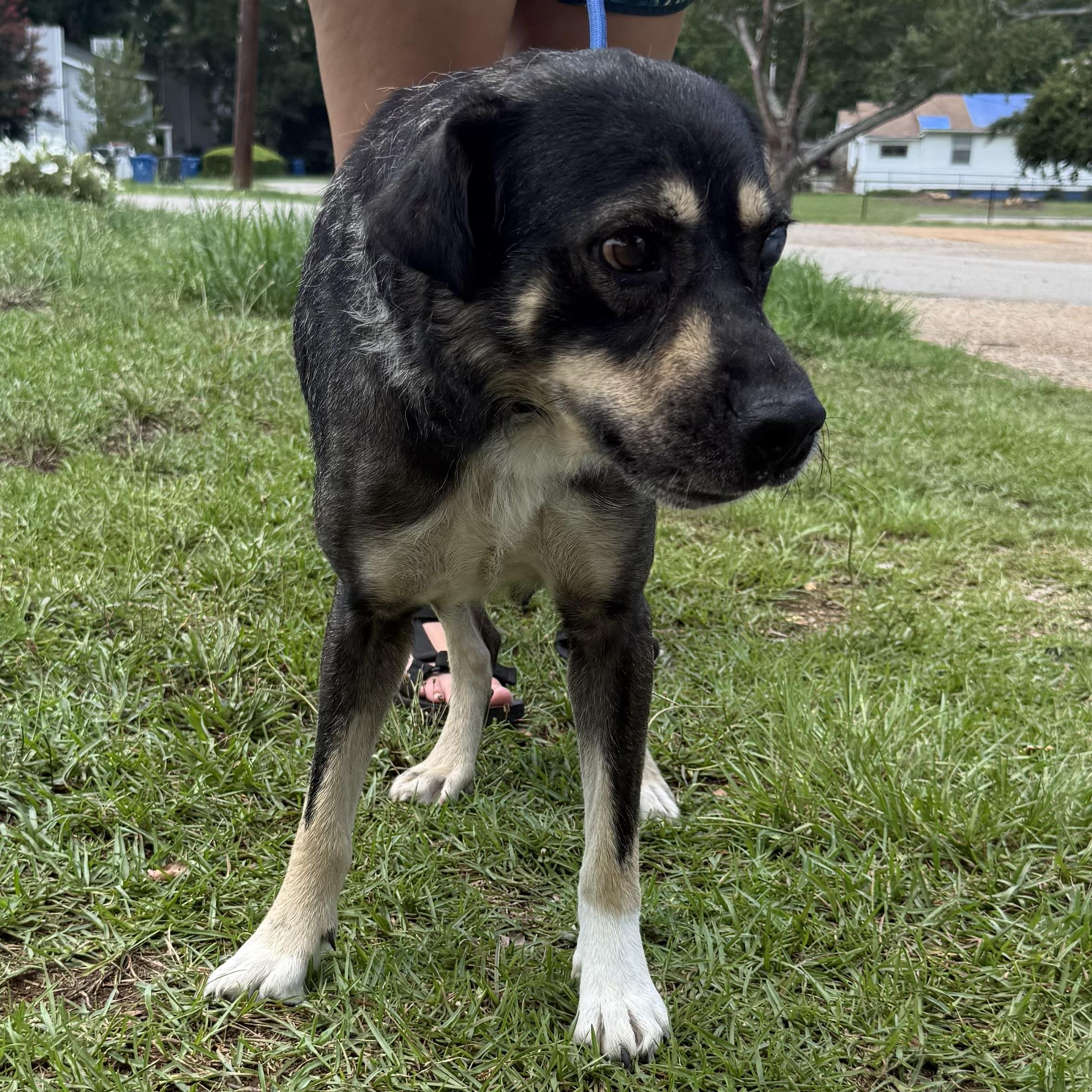 Enlarge Princess Puddles, a Adoptable mixed breed in Columbia, SC image 6/6
