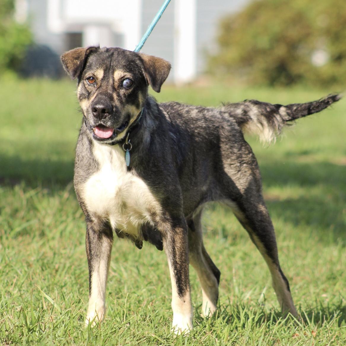 Enlarge Princess Puddles, a Adoptable mixed breed in Columbia, SC image 2/6