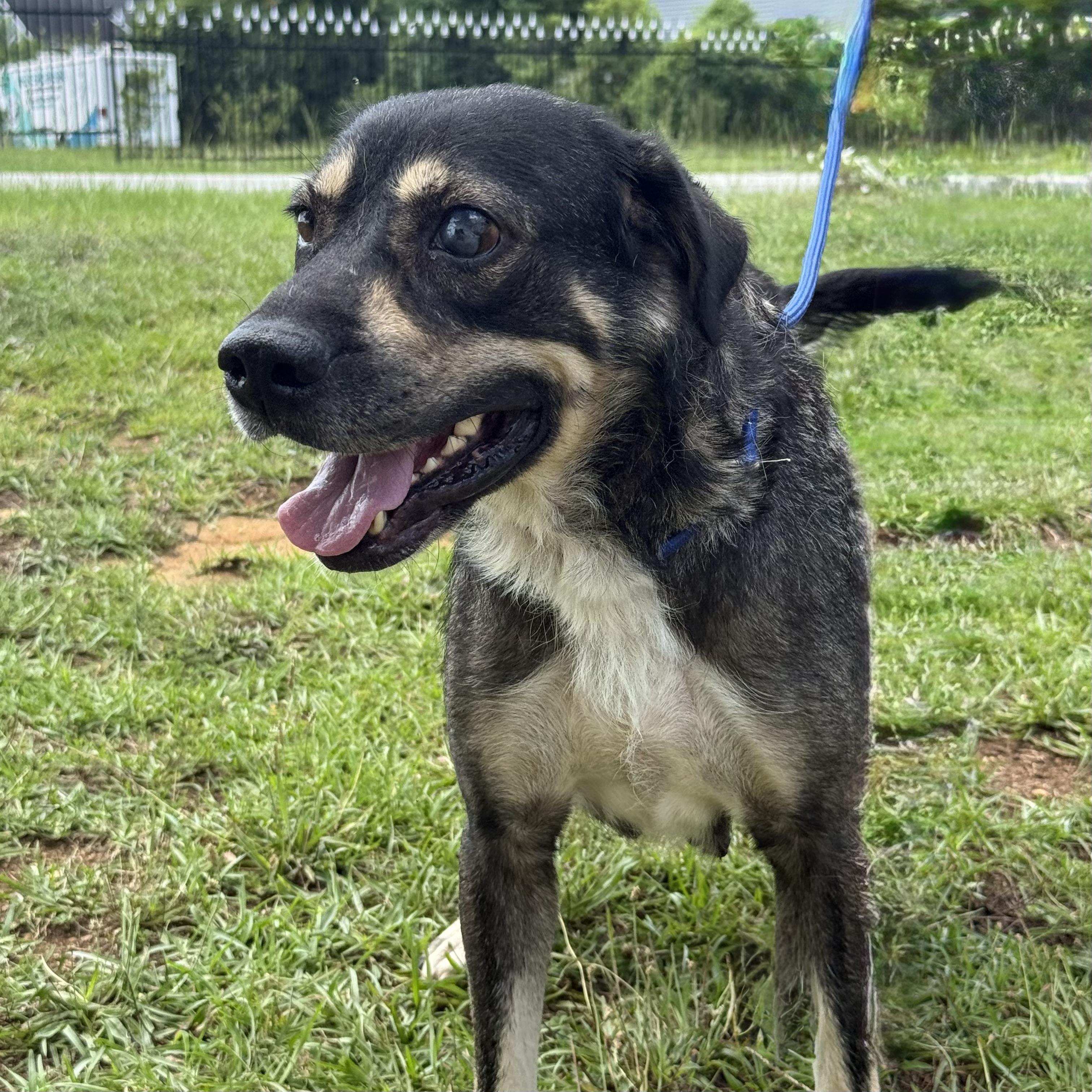 Enlarge Princess Puddles, a Adoptable mixed breed in Columbia, SC image 4/6