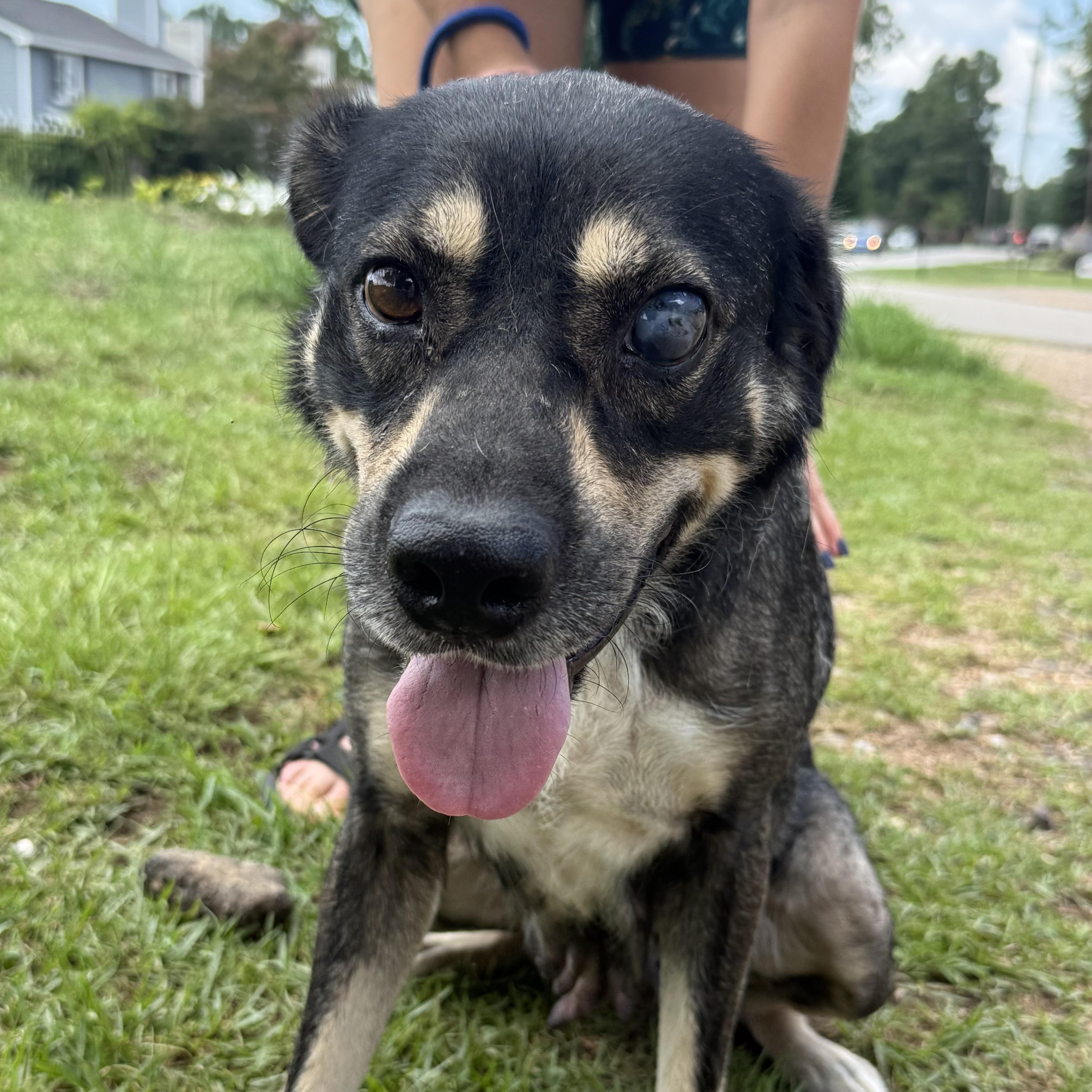 Enlarge Princess Puddles, a Adoptable mixed breed in Columbia, SC image 3/6