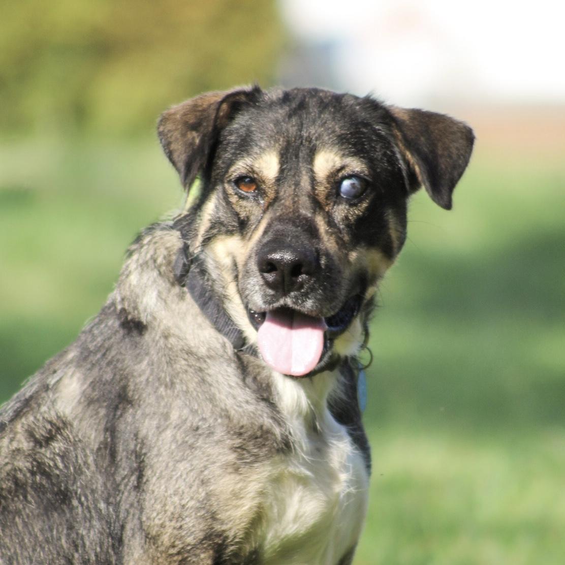 Princess Puddles, Adoptable, Adult Female Shepherd.