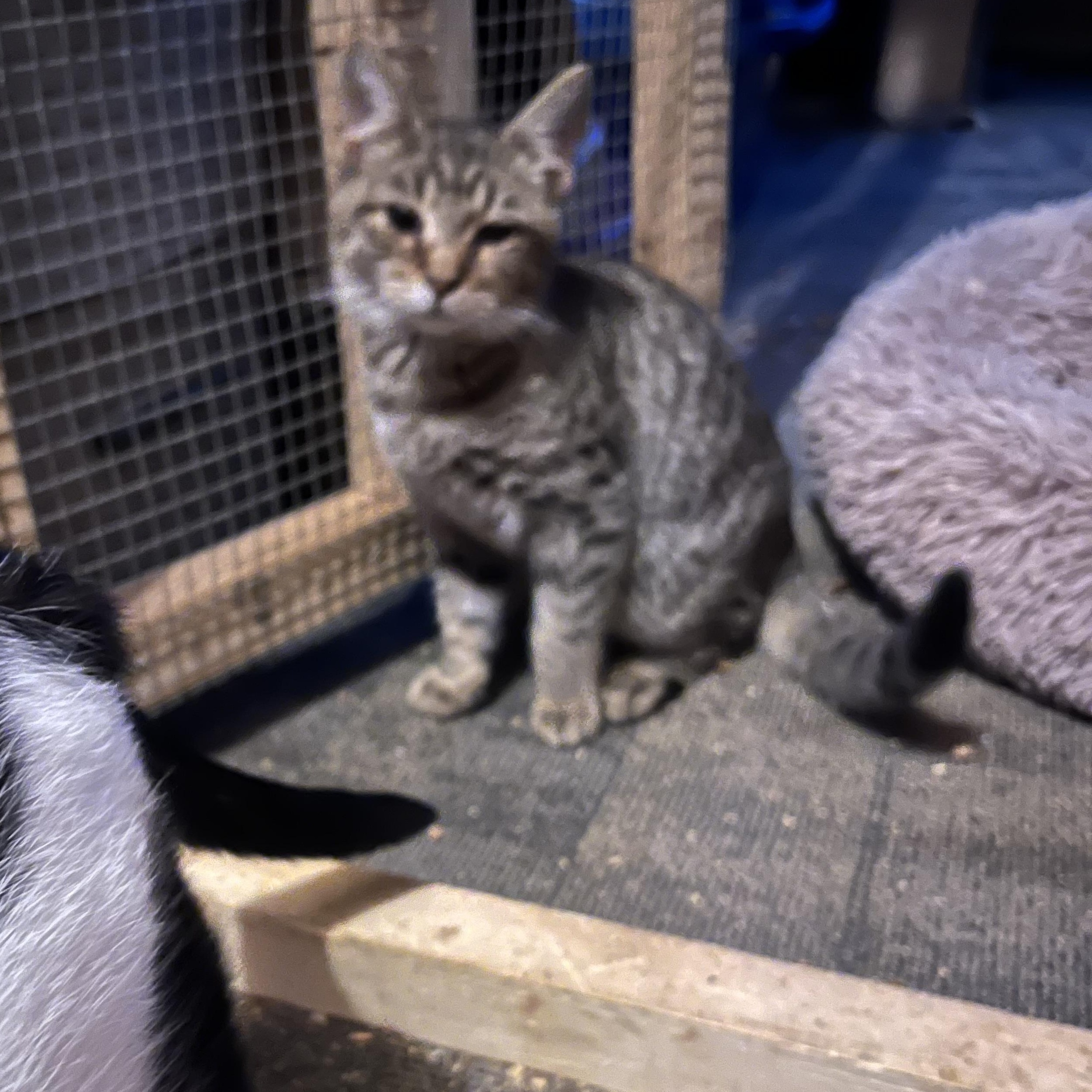 Enlarge Kale, a Adoptable Tabby in Newark valley, NY image 1/1