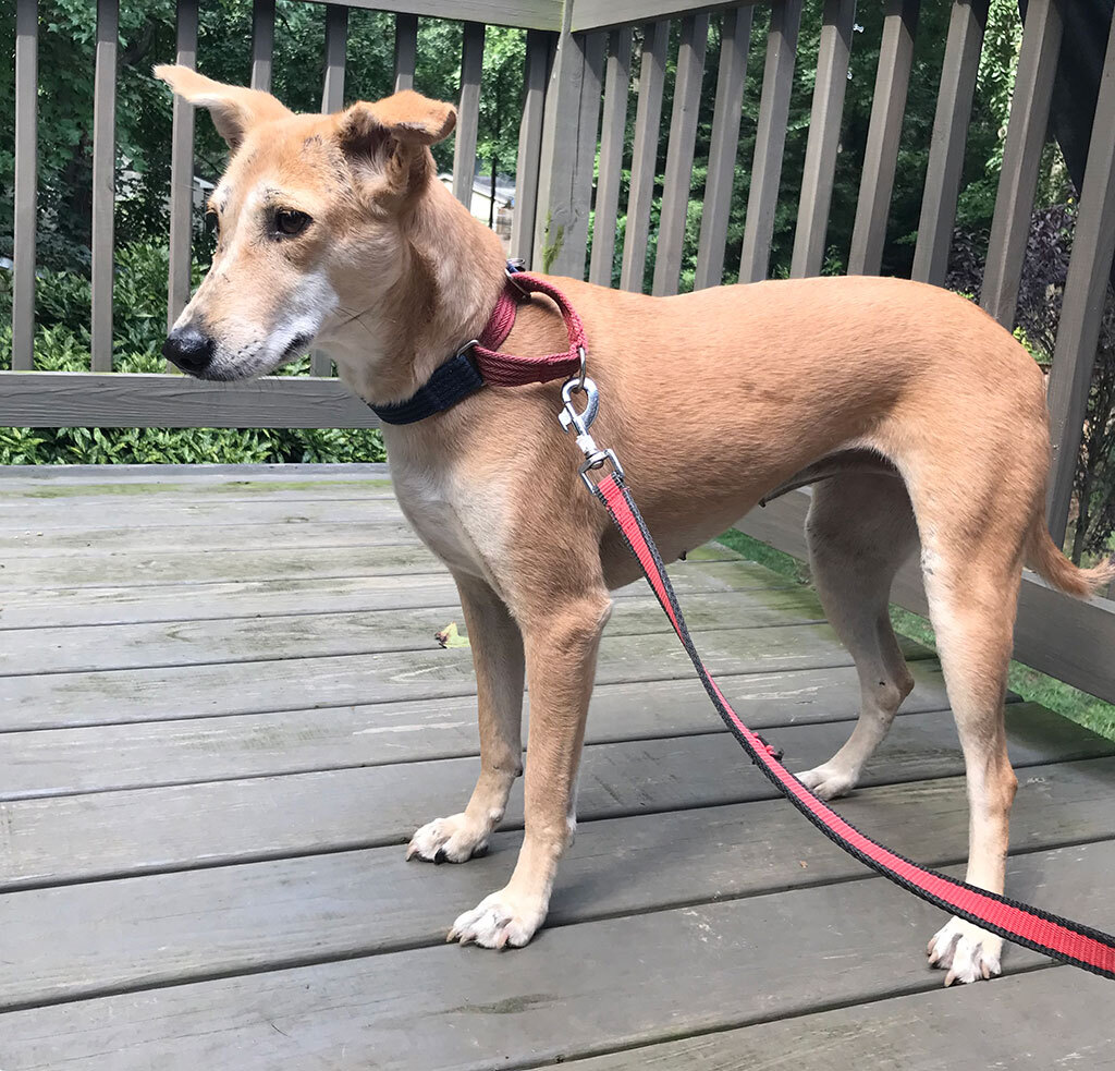 Mammy Chikki (Courtesy Post), a Adoptable mixed breed in Bowie, MD image 1/5
