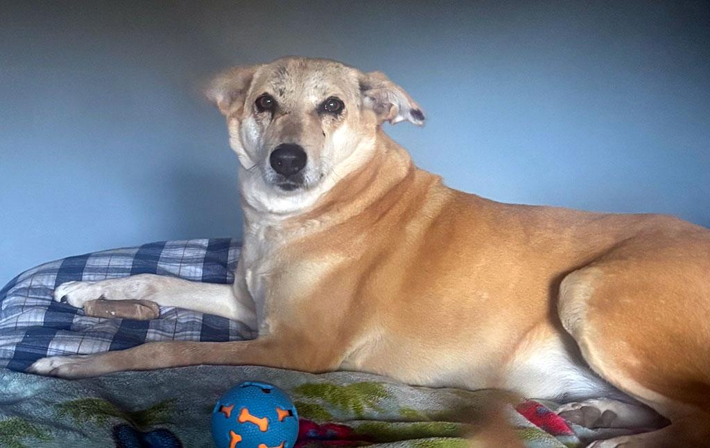 Mammy Chikki (Courtesy Post), Adoptable, Adult Female Labrador Retriever.