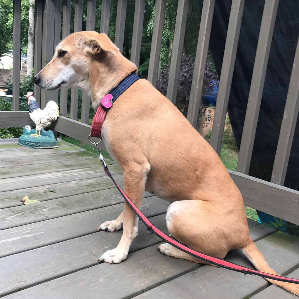 Mammy Chikki (Courtesy Post), a Adoptable mixed breed in Bowie, MD image 2/5