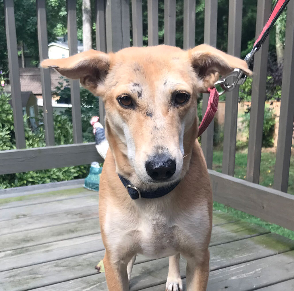 Mammy Chikki (Courtesy Post), Adoptable, Adult Female Labrador Retriever.