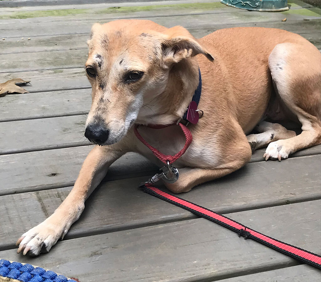 Mammy Chikki (Courtesy Post), a Adoptable mixed breed in Bowie, MD image 4/5