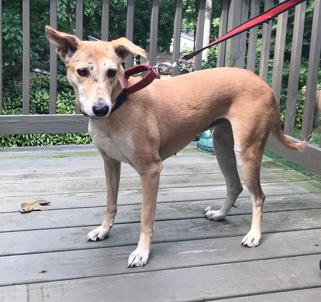 Mammy Chikki (Courtesy Post), a Adoptable mixed breed in Bowie, MD image 5/5