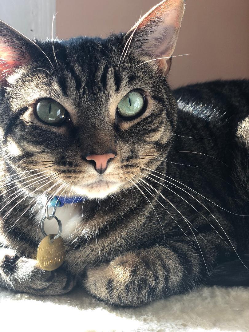 Sebastian (Leo), adoptable, Senior Male Domestic Short Hair.