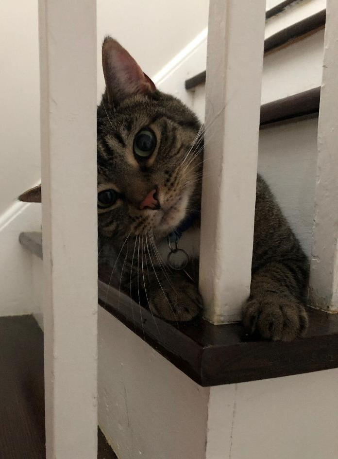 Enlarge Sebastian (Leo), an adoptable Domestic Short Hair in Sayreville, NJ image 4/8