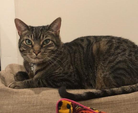 Enlarge Sebastian (Leo), an adoptable Domestic Short Hair in Sayreville, NJ image 6/8