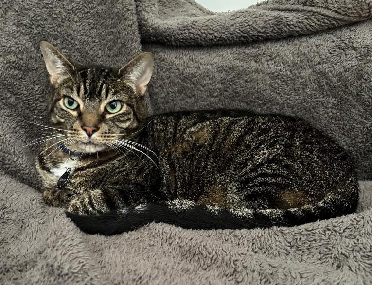 Sebastian (Leo), an adoptable Domestic Short Hair in Sayreville, NJ, 08872 | Photo Image 1