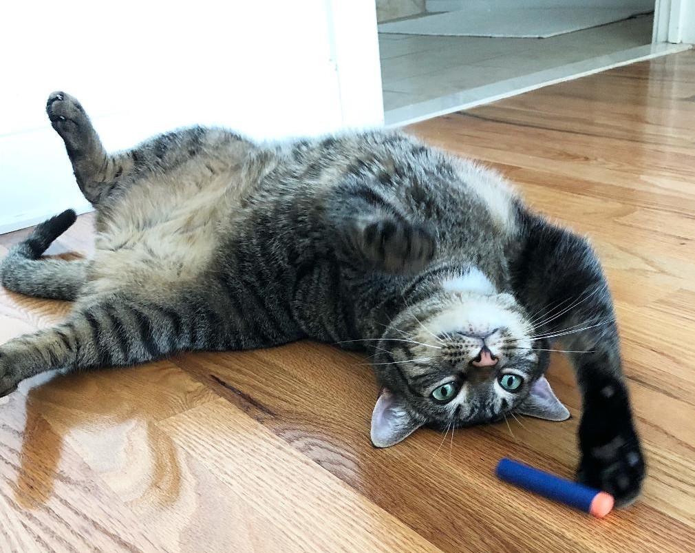 Enlarge Sebastian (Leo), an adoptable Domestic Short Hair in Sayreville, NJ image 8/8