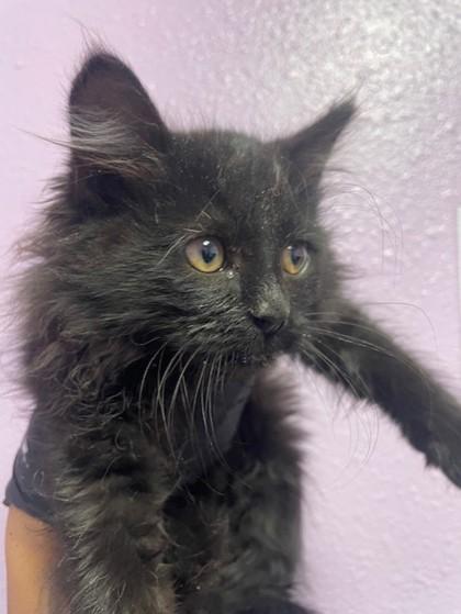 59707931, Adoptable, Kitten Female Domestic Medium Hair.