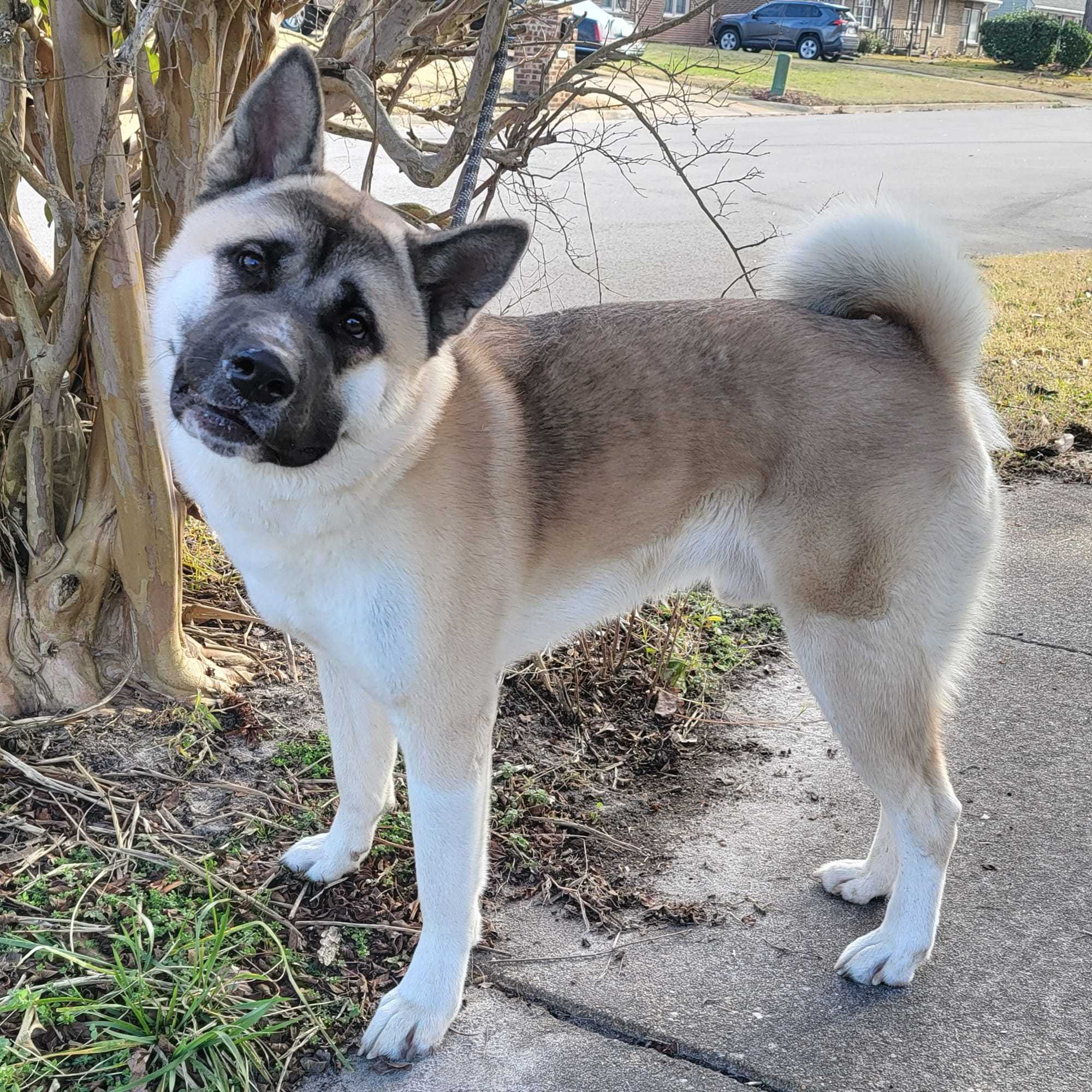 Cato, a Adoptable Akita image 1/3