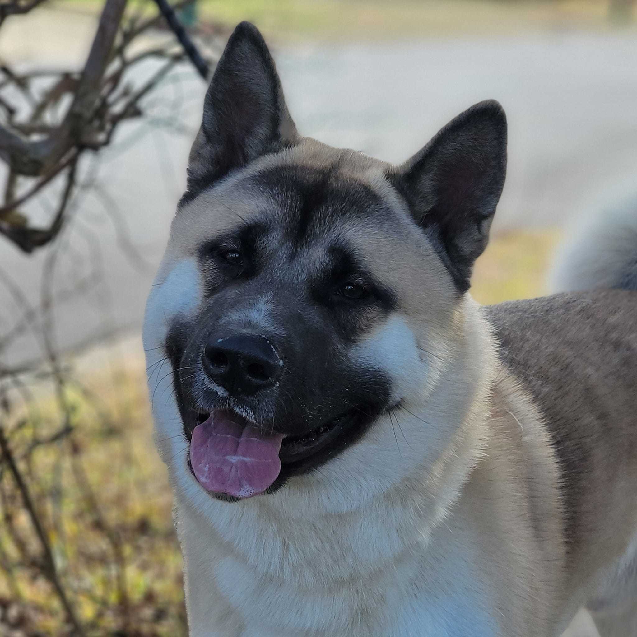 Cato, a Adoptable Akita image 2/3