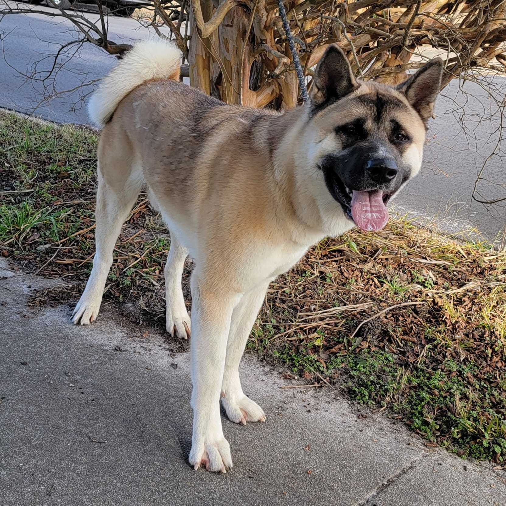 Cato, a Adoptable Akita image 3/3