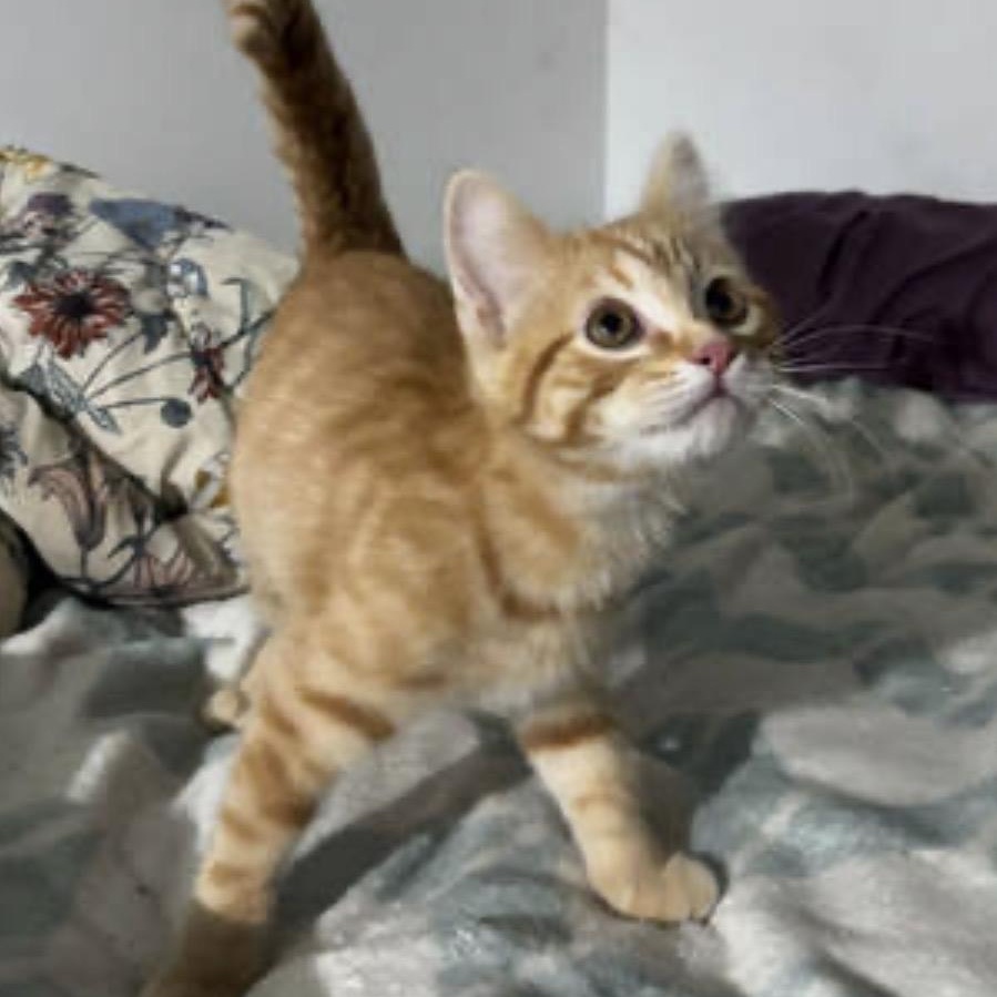 Sassy, ADOPTABLE, Kitten Female Domestic Short Hair.