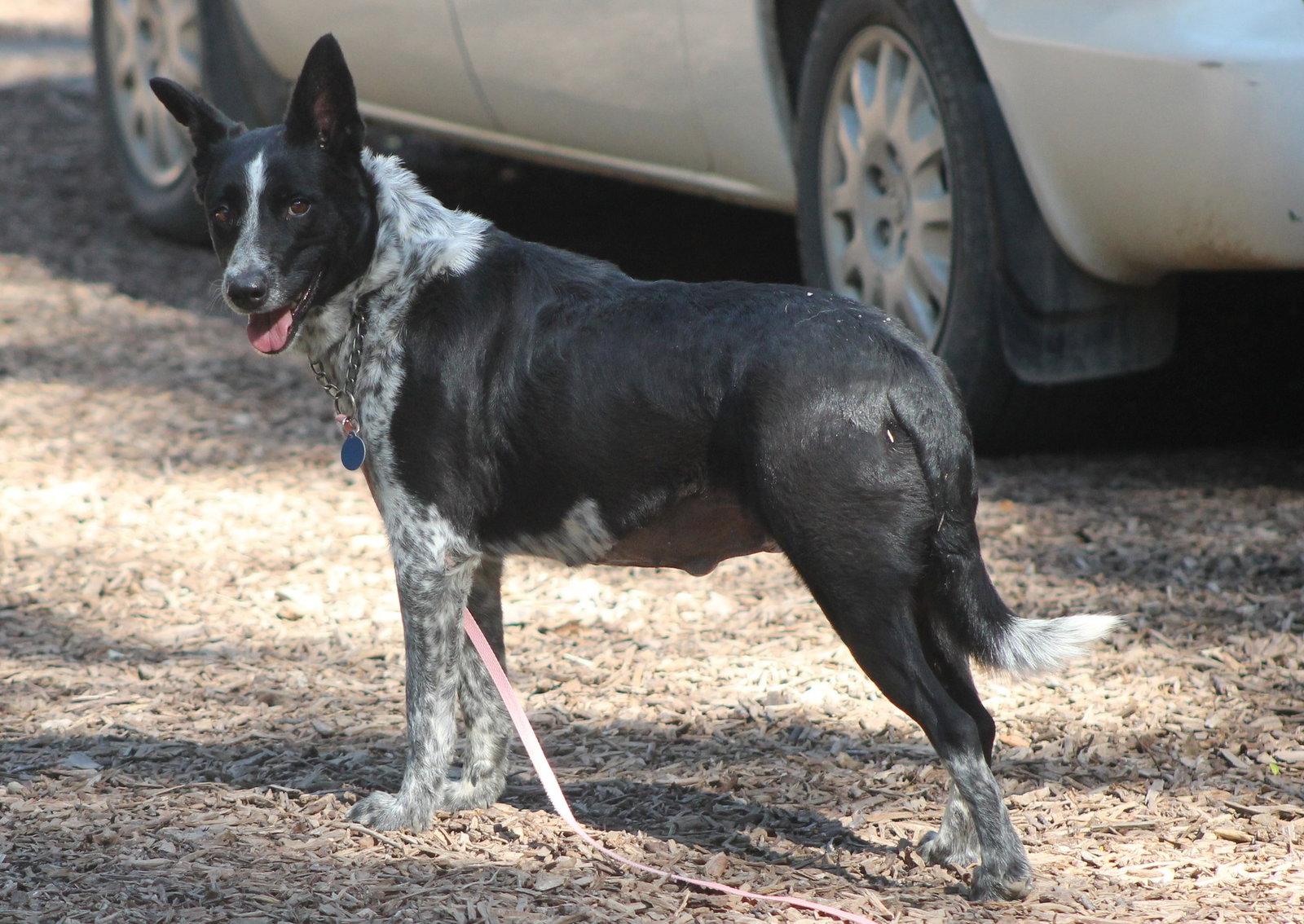 Enlarge Heidi, a Adoptable Australian Cattle Dog / Blue Heeler in Paso Robles, CA image 1/3