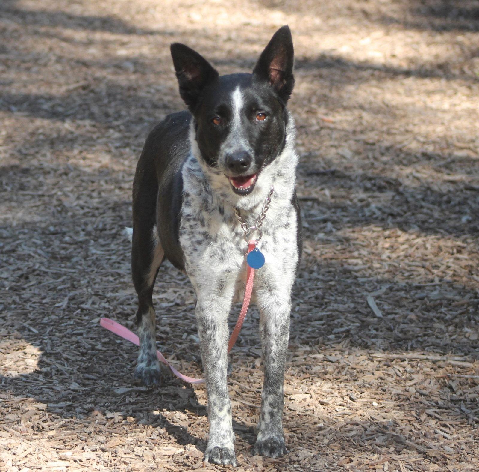 Enlarge Heidi, a Adoptable Australian Cattle Dog / Blue Heeler in Paso Robles, CA image 2/3