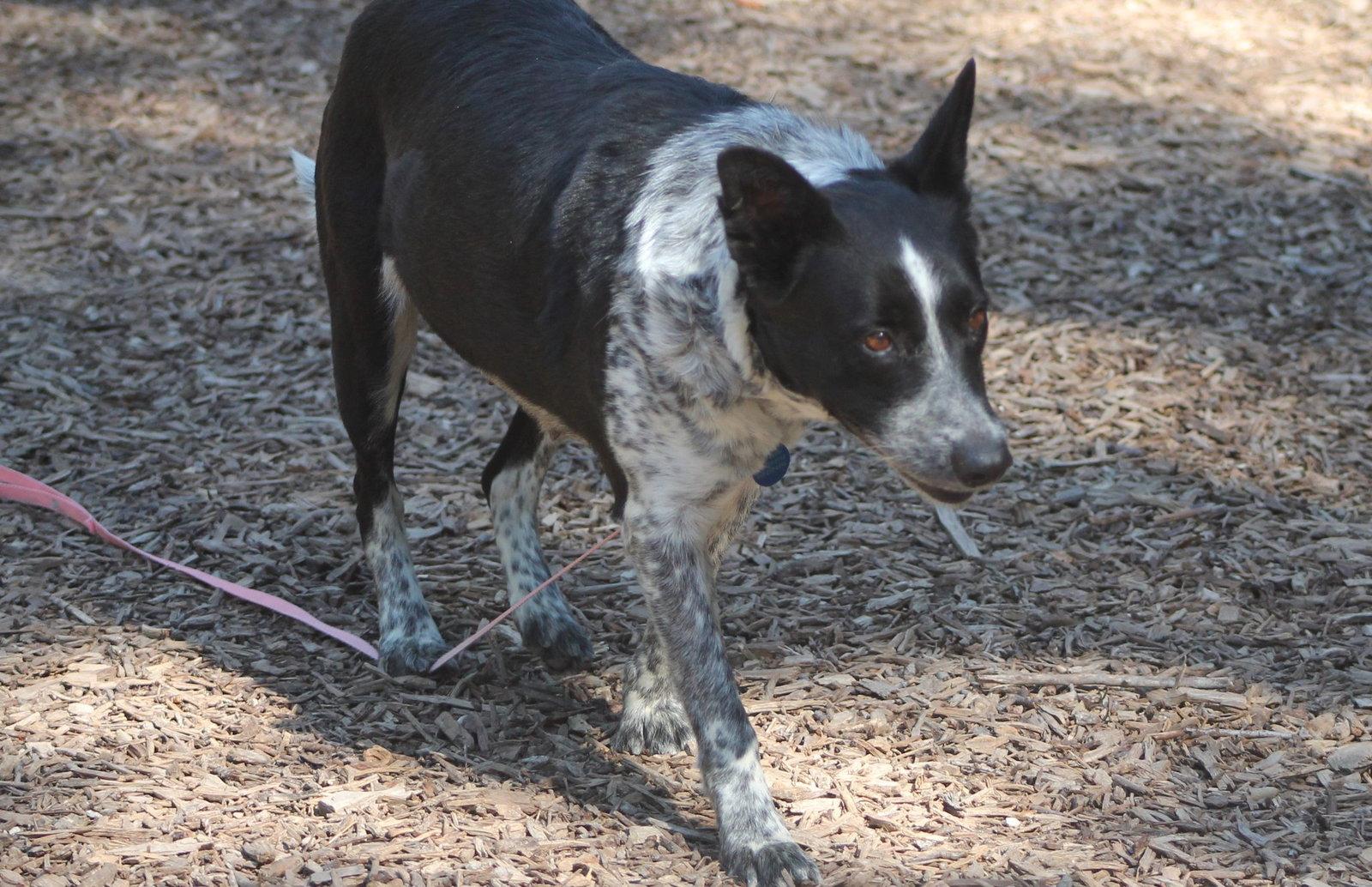 Enlarge Heidi, a Adoptable Australian Cattle Dog / Blue Heeler in Paso Robles, CA image 3/3