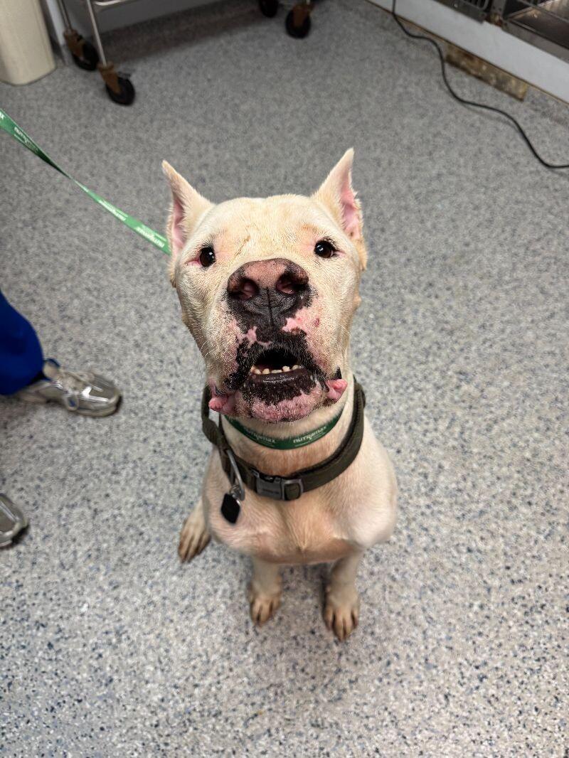 Enlarge Achilles, a Adoptable Dogo Argentino in Miami, FL image 1/1