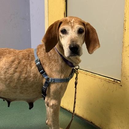 Enlarge Cee, a Adoptable mixed breed in Richmond, VA image 1/1