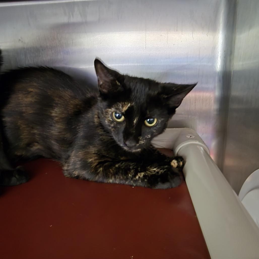 Enlarge Peregrine 26-0598, a Adoptable Domestic Short Hair in Yanceyville, NC image 1/1