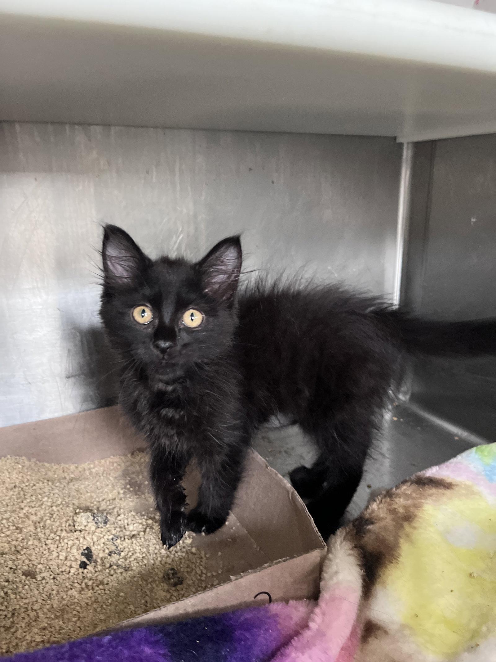 Lara, Adoptable, Kitten Female Domestic Long Hair.