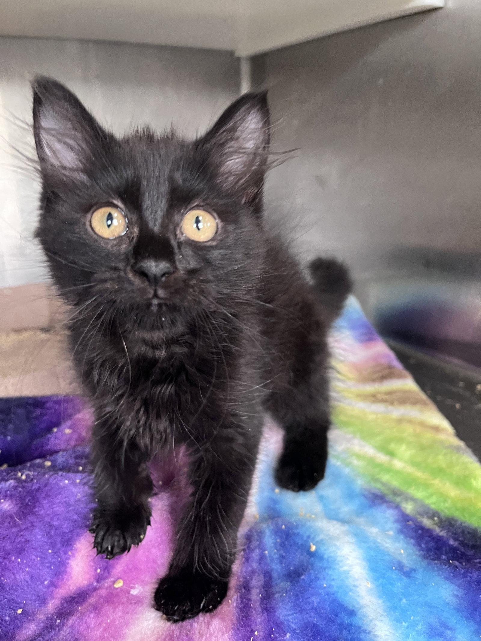 Enlarge Lara, a Adoptable Domestic Long Hair in Carrollton, GA image 2/3