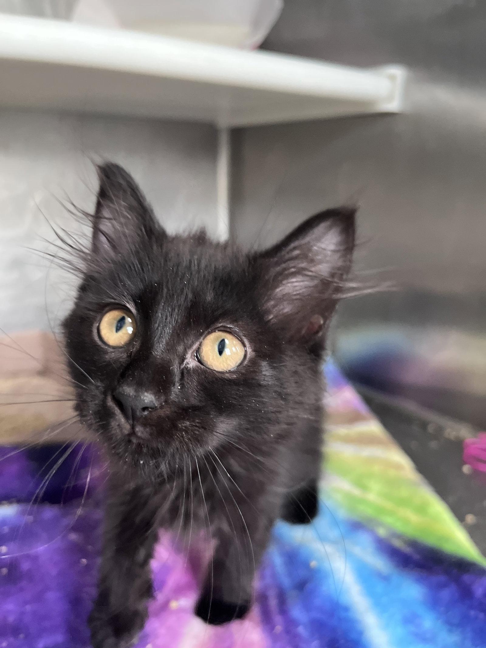 Enlarge Lara, a Adoptable Domestic Long Hair in Carrollton, GA image 3/3