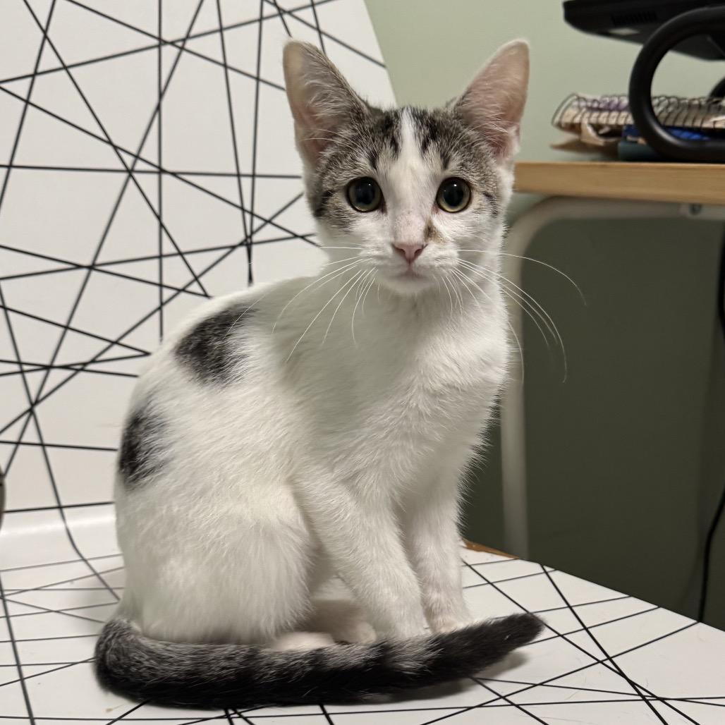 Dotty, Adoptable, Kitten Female Domestic Short Hair.