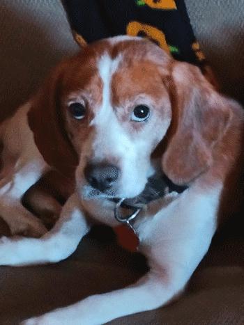 Mowgli, Adoptable, Adult Male Beagle.