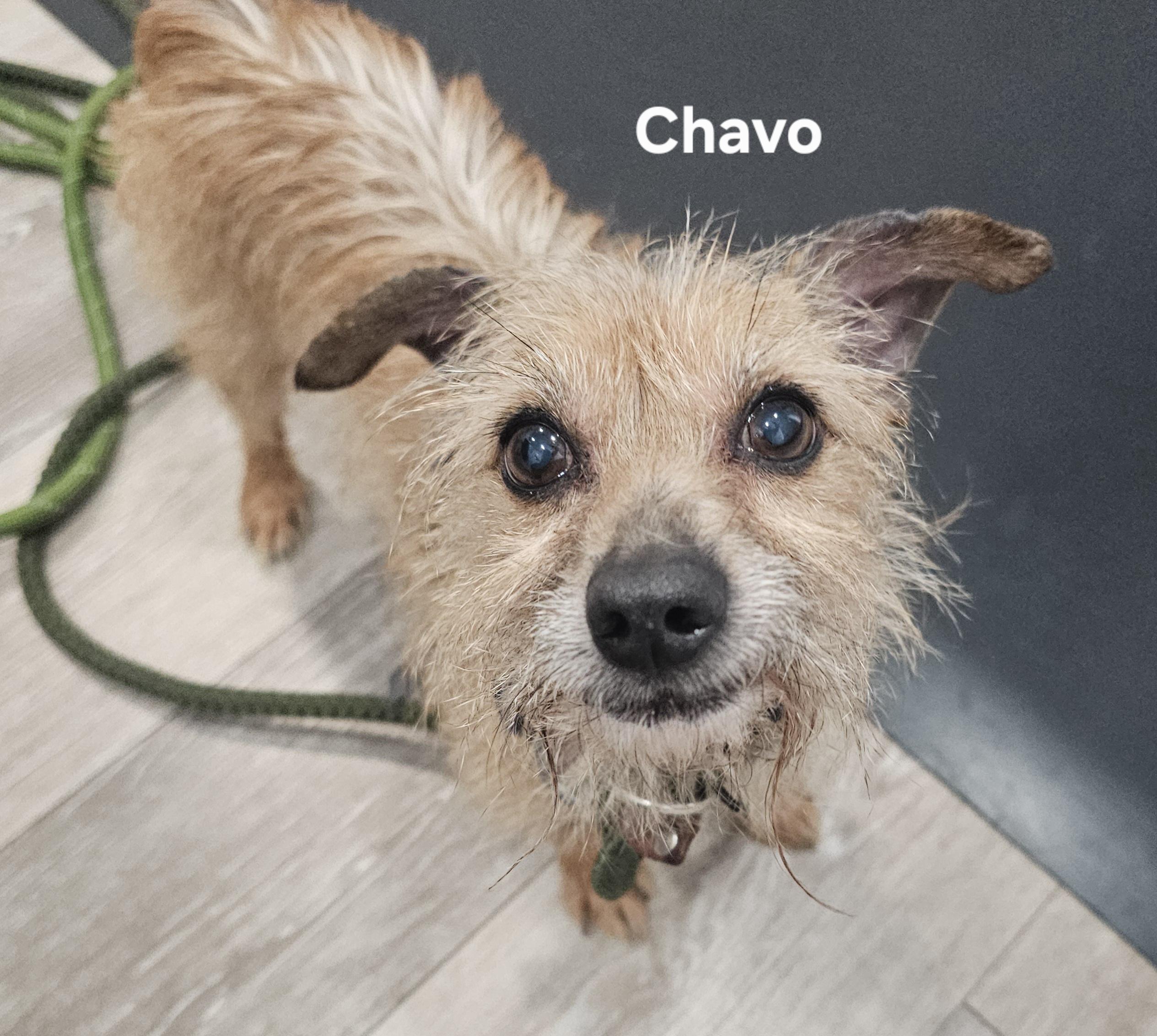 Enlarge Chavo, a Adopted mixed breed in Lapeer, MI image 2/5