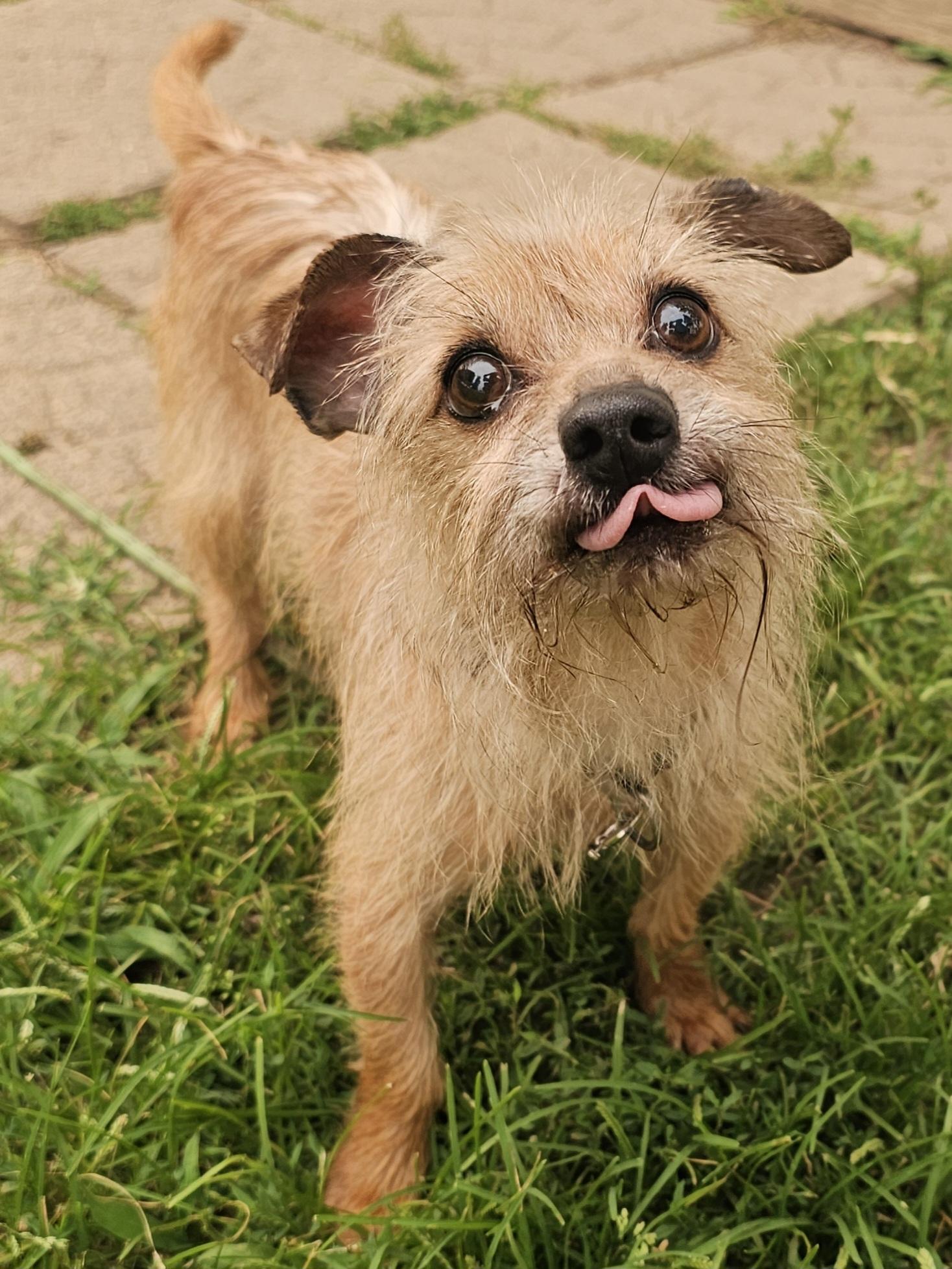 Enlarge Chavo, a Adopted mixed breed in Lapeer, MI image 4/5