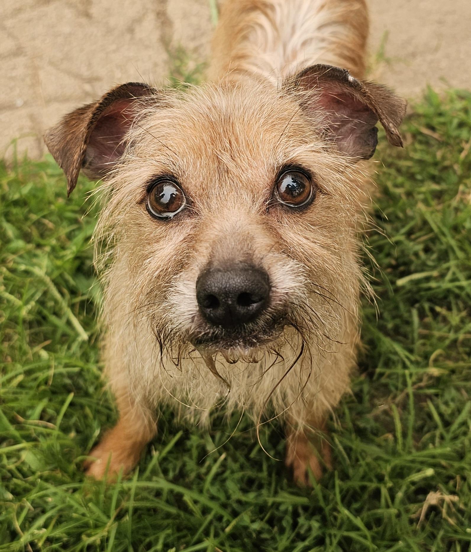 Enlarge Chavo, a Adopted mixed breed in Lapeer, MI image 5/5
