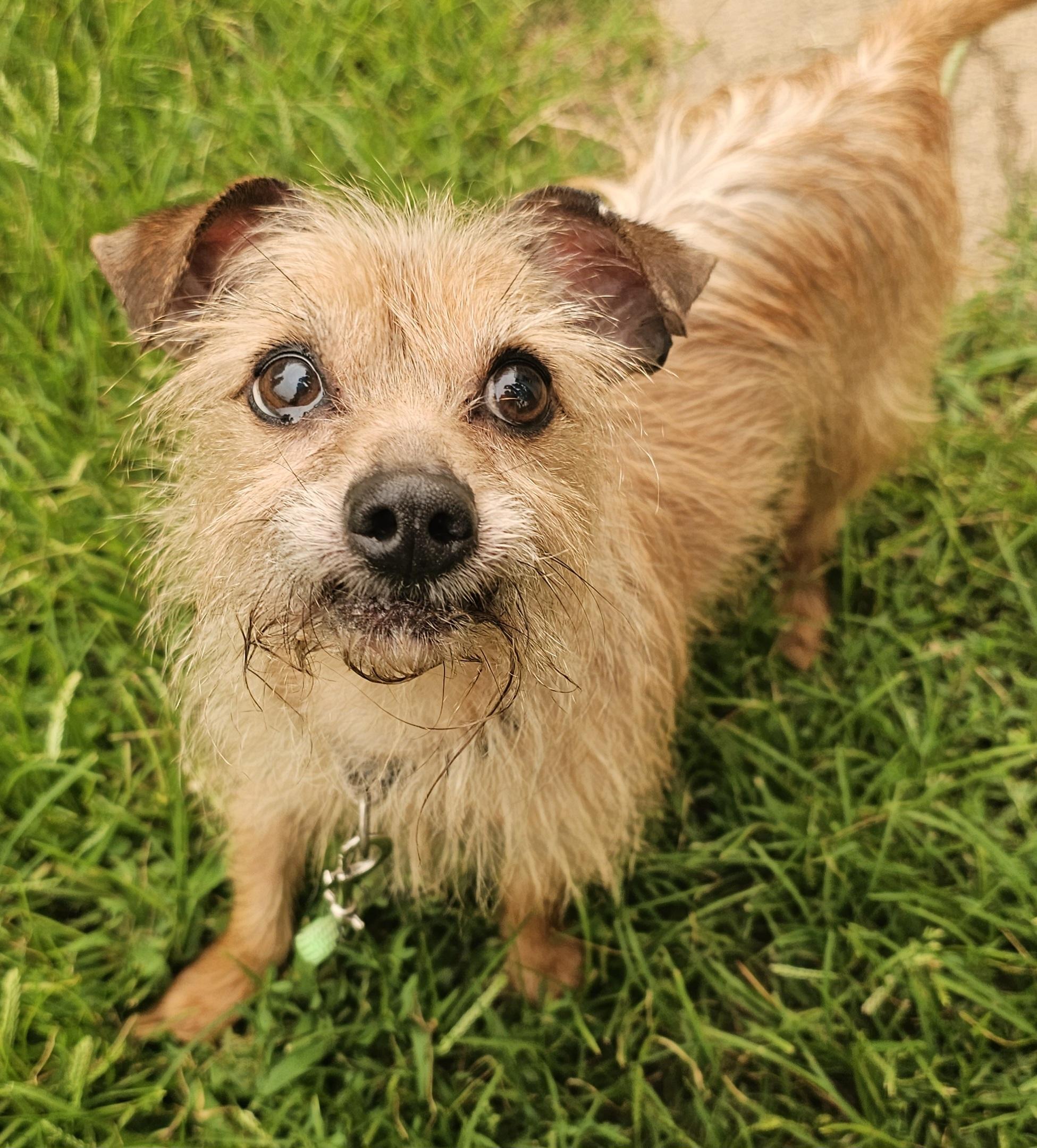 Chavo, Adopted, Senior Male Yorkshire Terrier & Chihuahua.