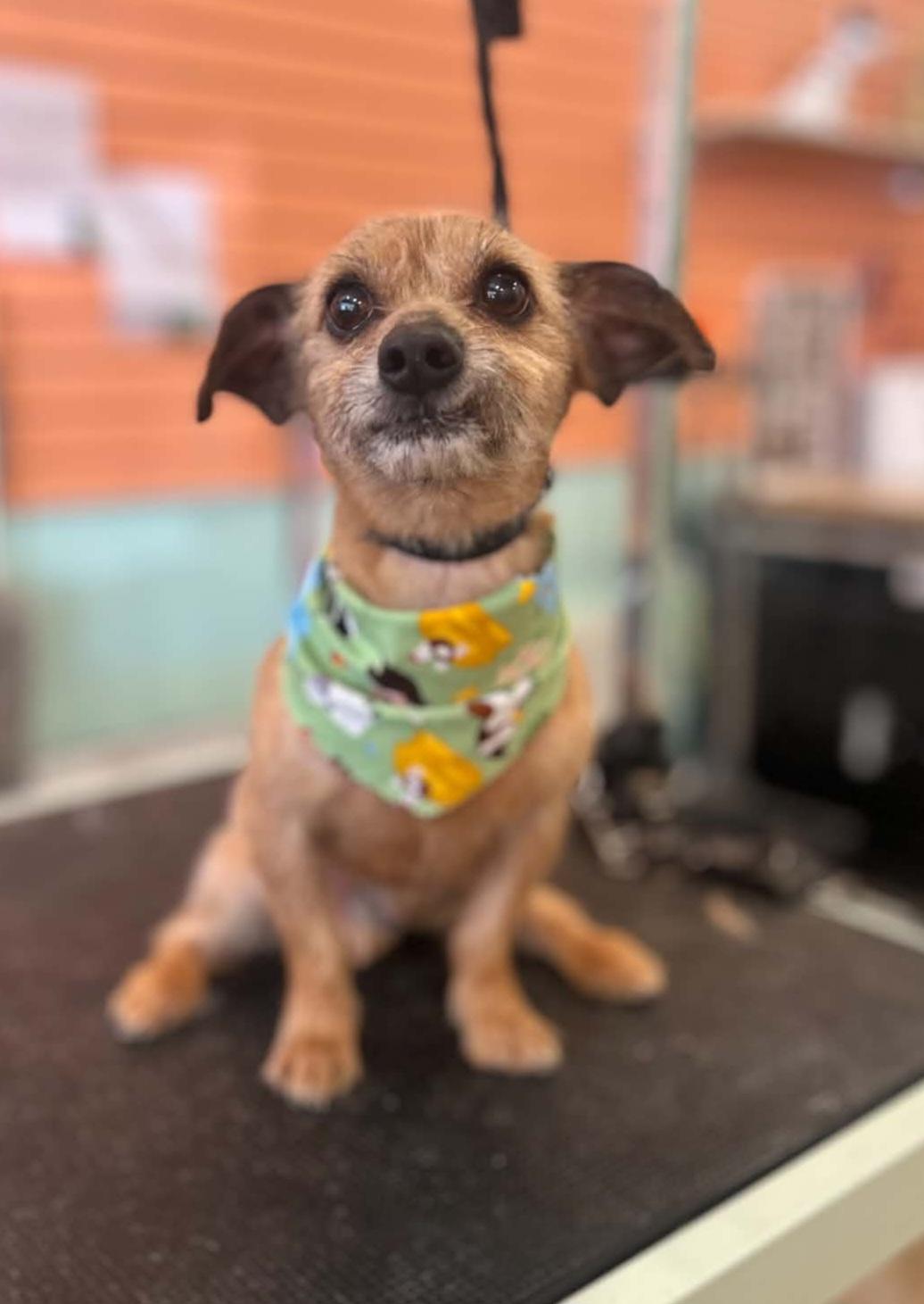 Enlarge Chavo, a Adopted mixed breed in Lapeer, MI image 3/5