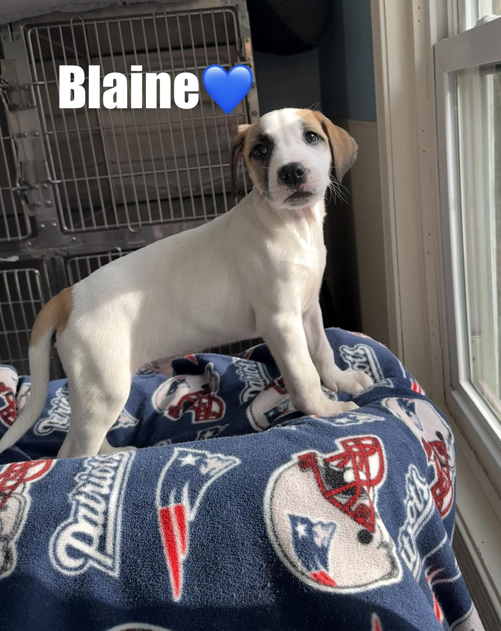 Blaine, a Adoptable mixed breed in Douglas, MA image 2/4