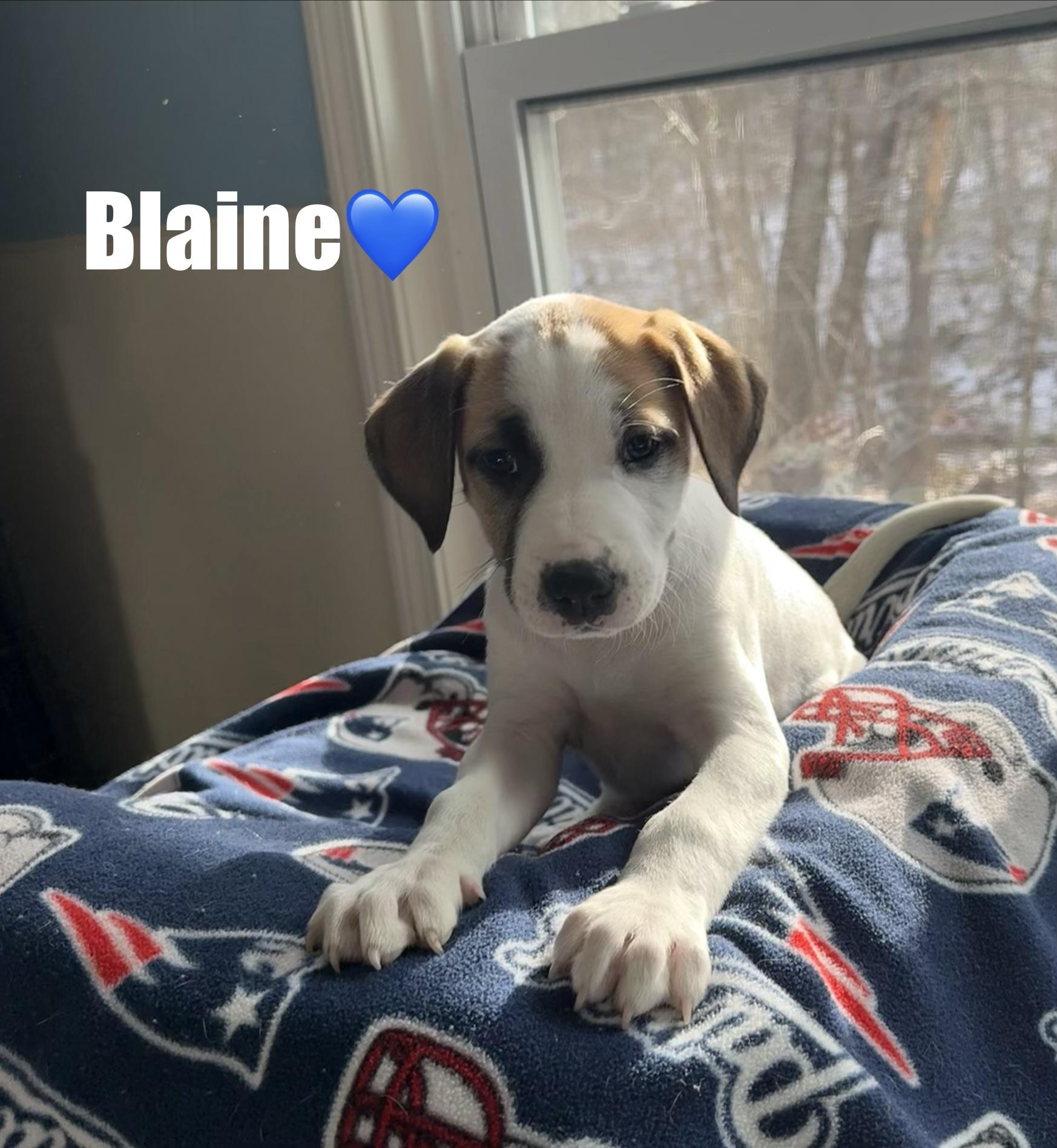 Blaine, a Adoptable mixed breed in Douglas, MA image 1/4